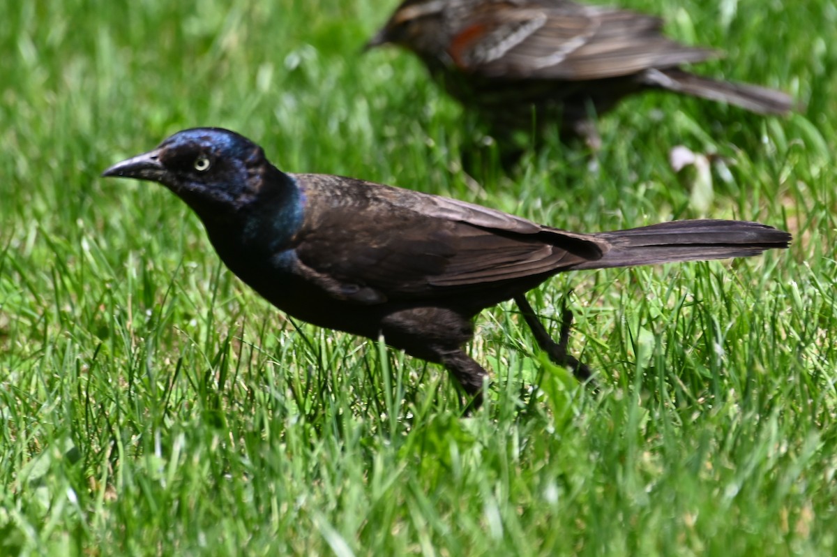 Common Grackle - ML620315186