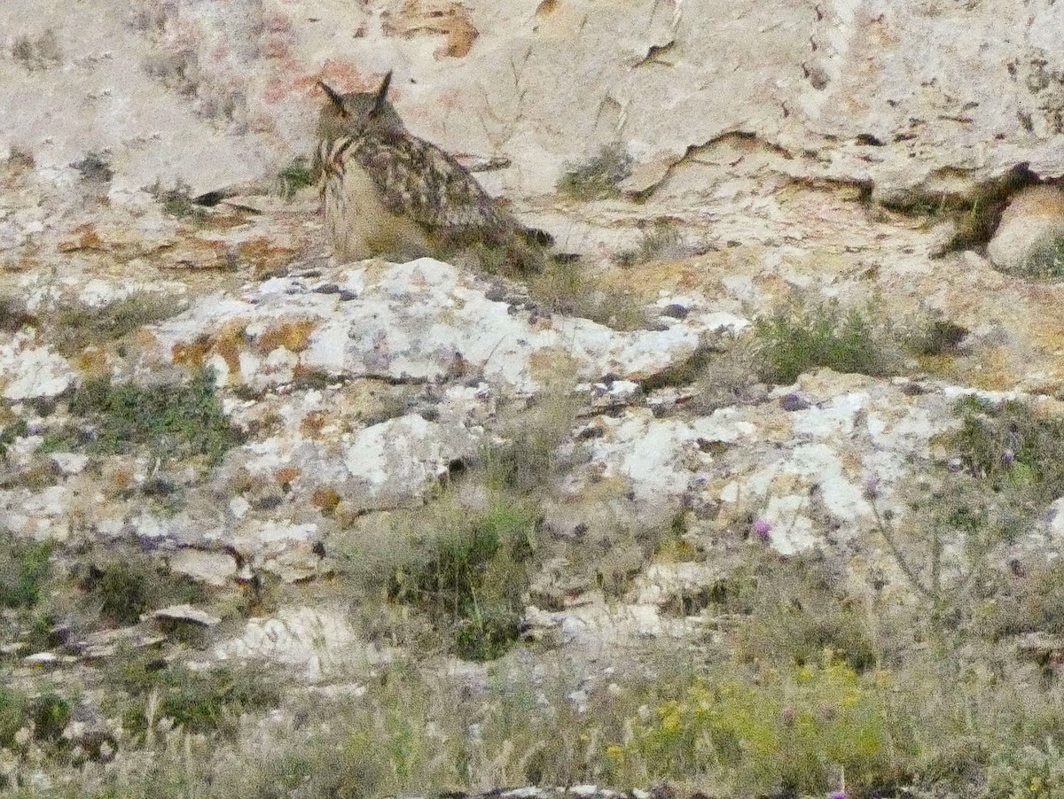 Eurasian Eagle-Owl - ML620315188