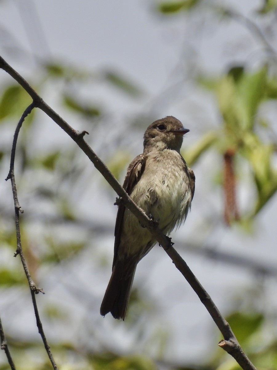 Western Wood-Pewee - ML620315191