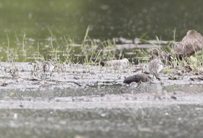 Weißbürzel-Strandläufer - ML620315197