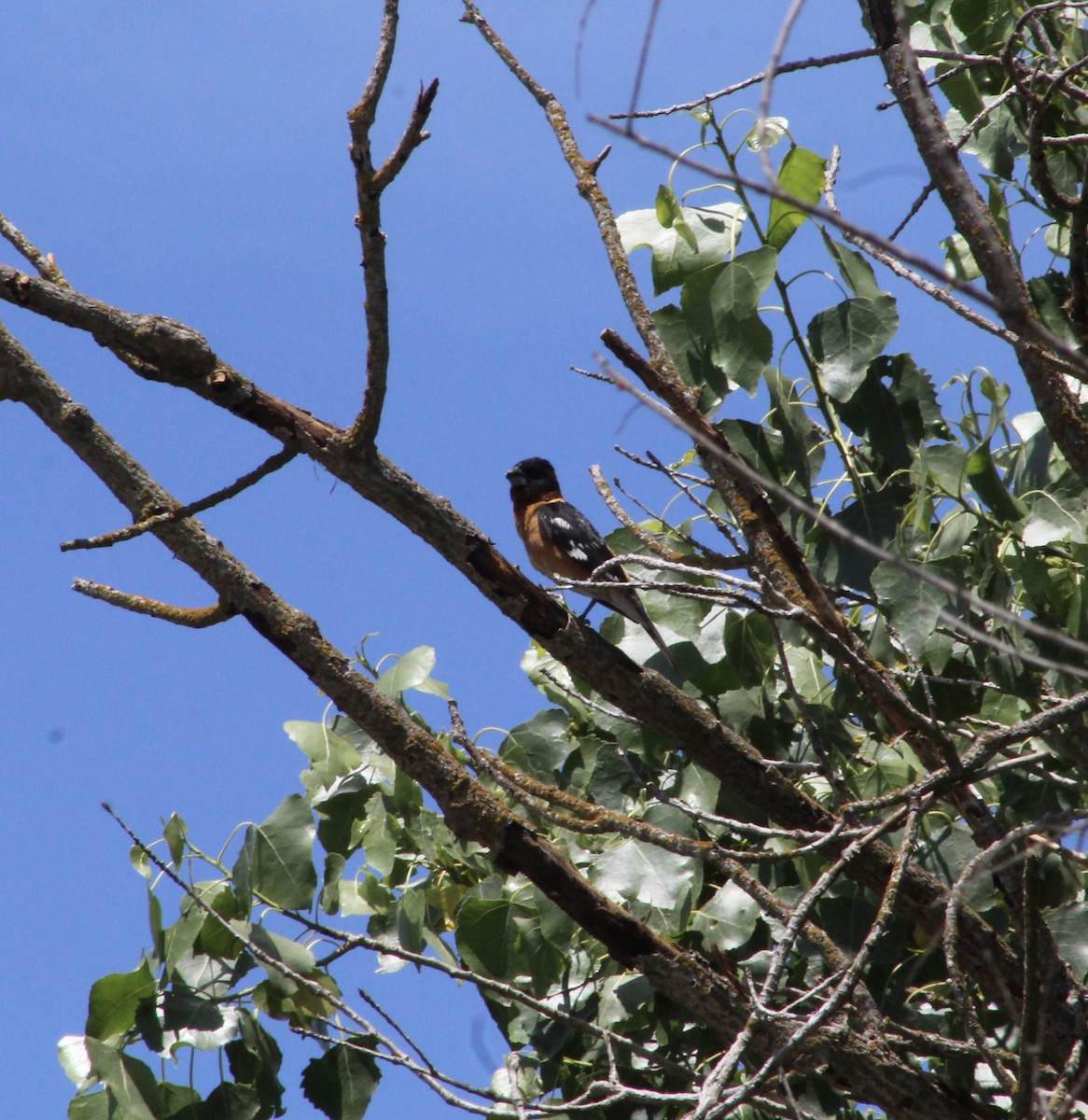 Black-headed Grosbeak - ML620315198