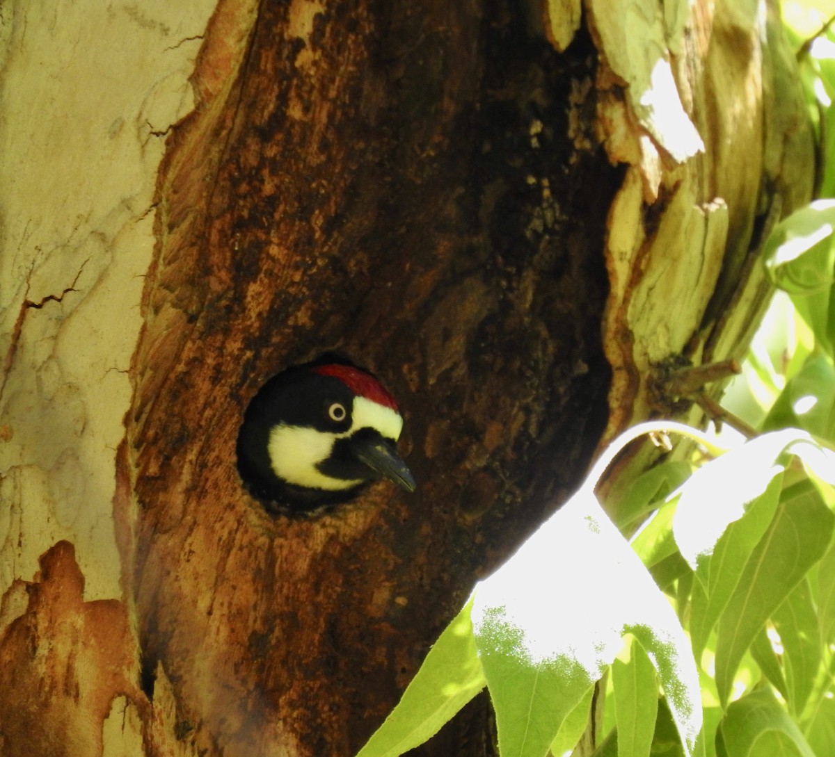 Acorn Woodpecker - ML620315203