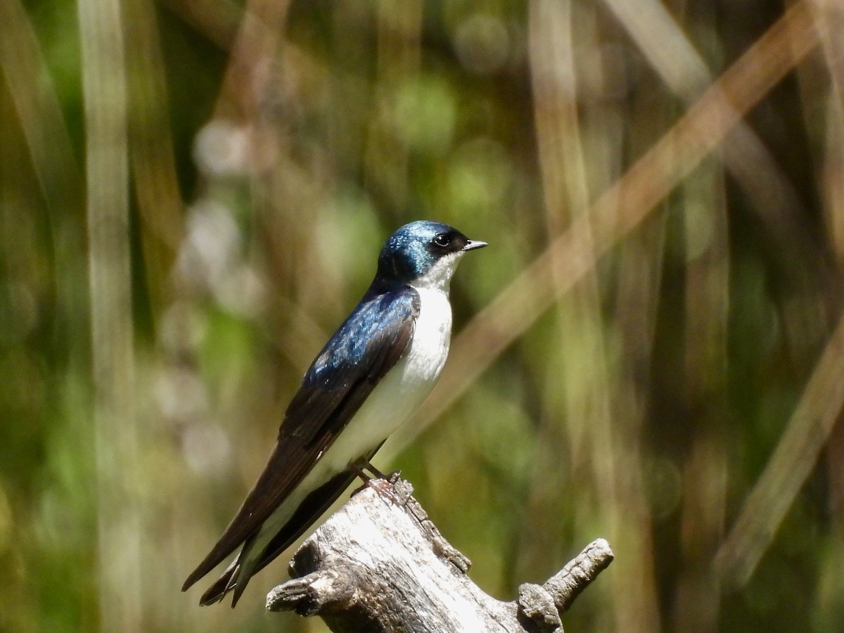 Golondrina Bicolor - ML620315205