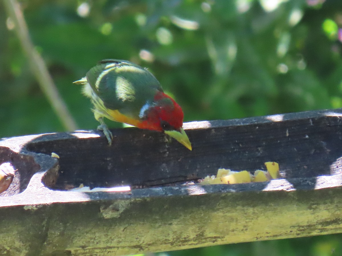 Kırmızı Başlı Barbet - ML620315207