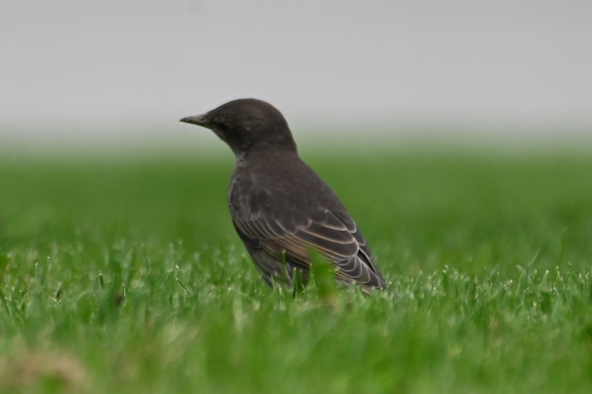 European Starling - ML620315209