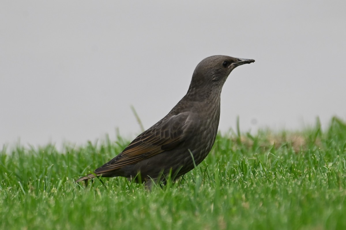 European Starling - ML620315210