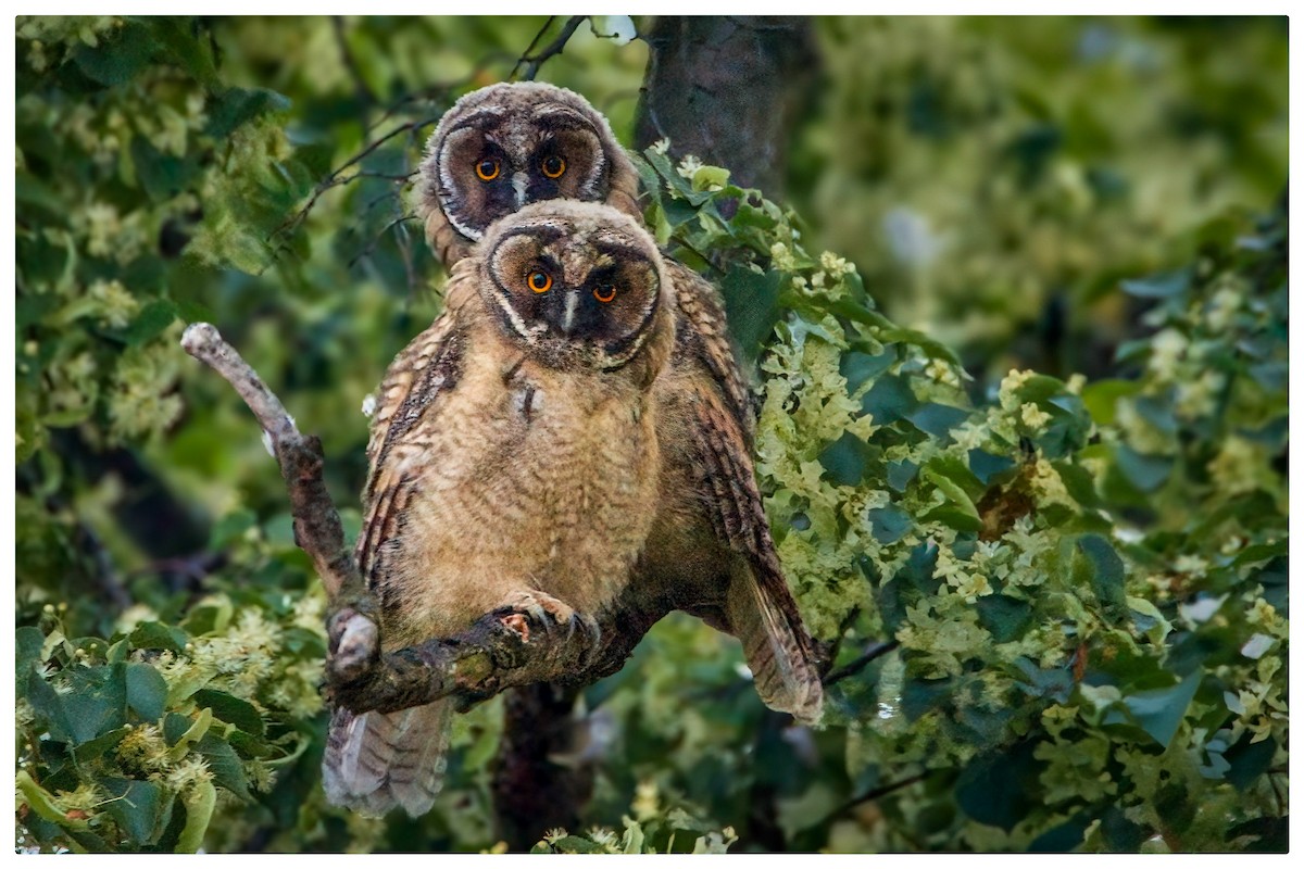 Long-eared Owl - ML620315212