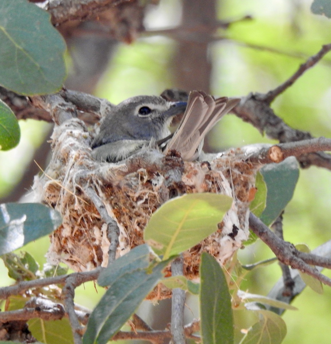 Plumbeous Vireo - ML620315213