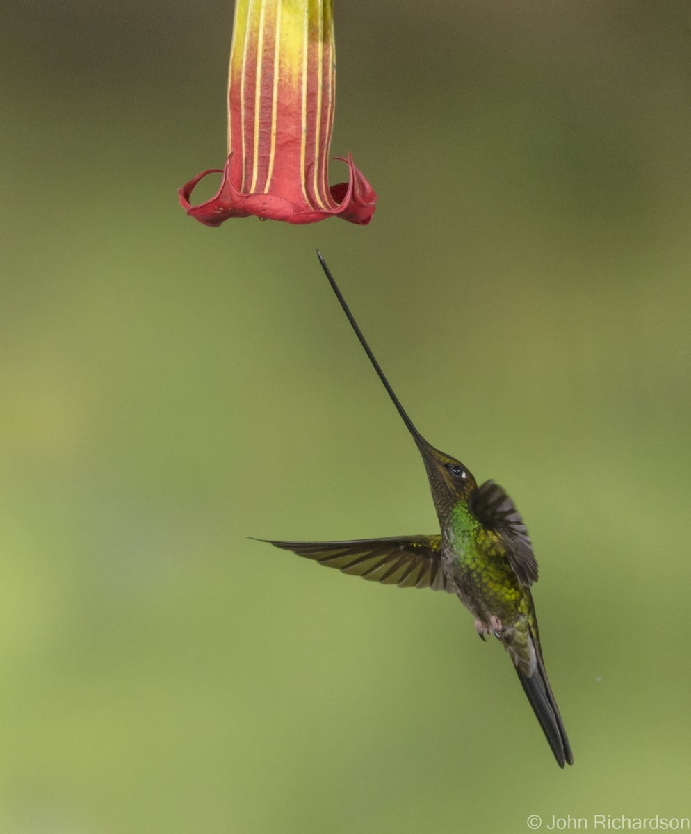 Sword-billed Hummingbird - ML620315214