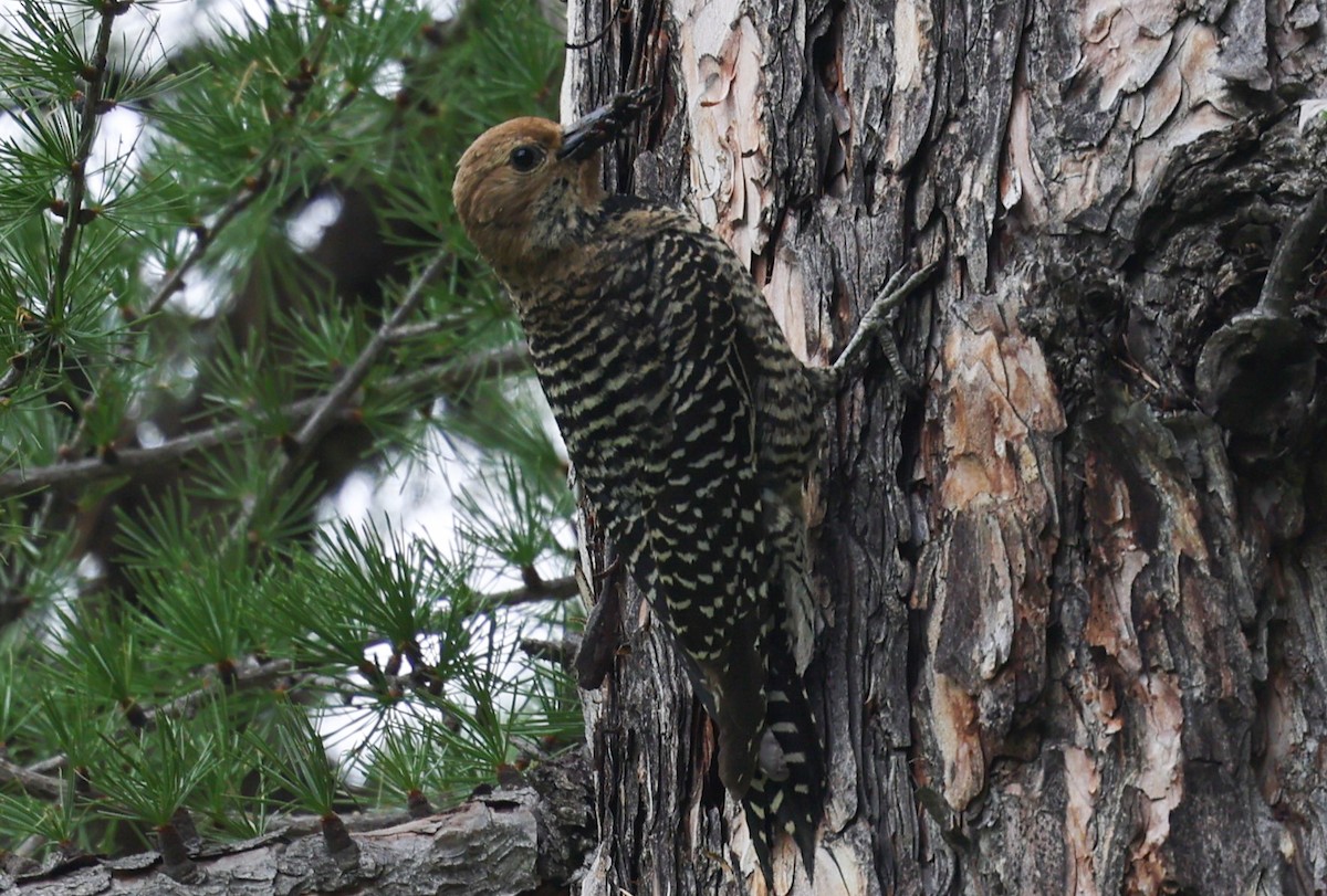 Williamson's Sapsucker - ML620315216