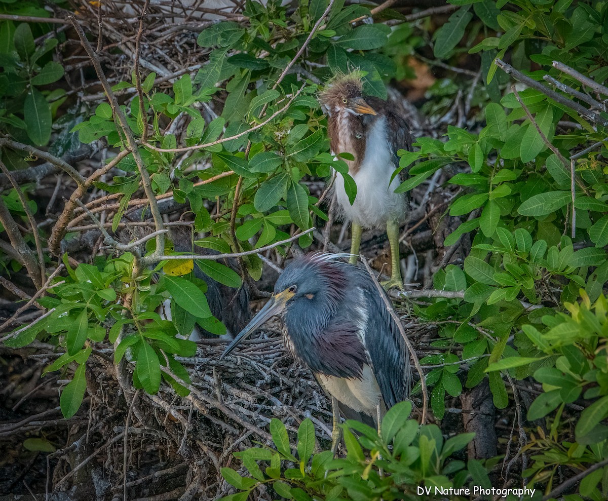 Tricolored Heron - ML620315217