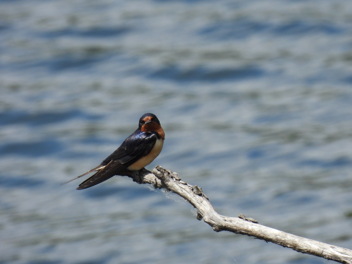 Barn Swallow - ML620315223