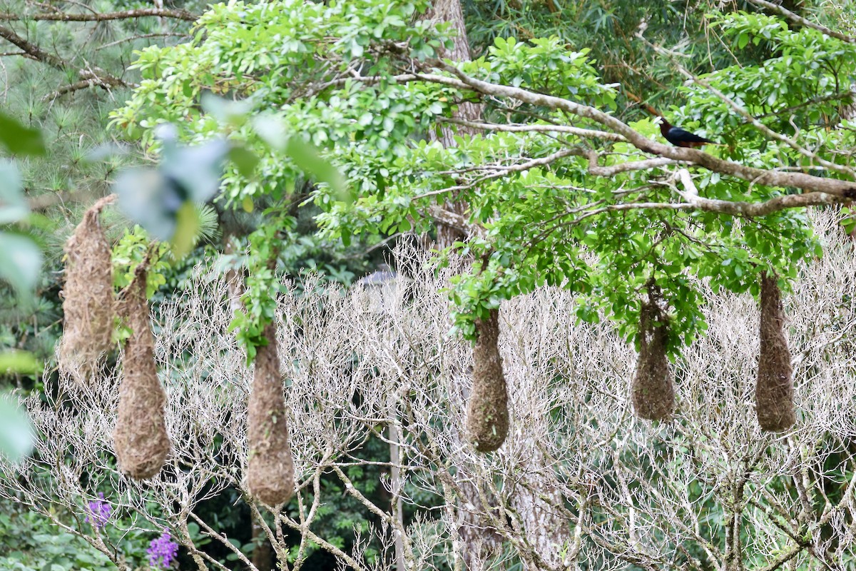 Chestnut-headed Oropendola - ML620315227