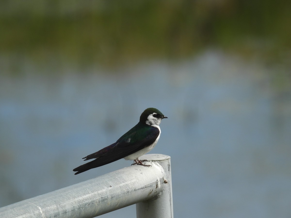 Violet-green Swallow - ML620315240