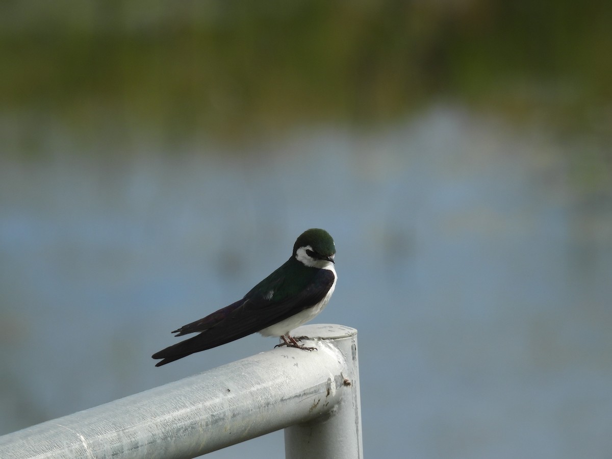 Violet-green Swallow - ML620315247