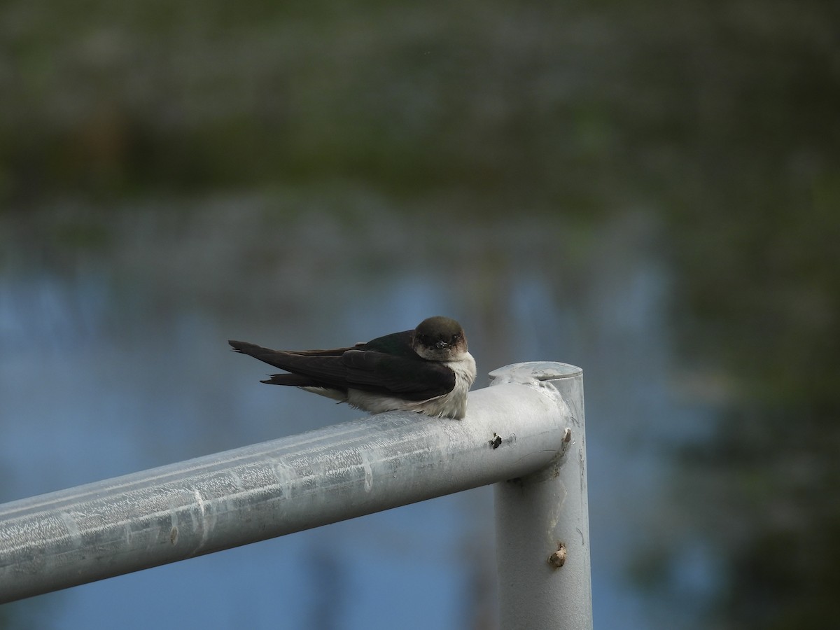 Violet-green Swallow - ML620315249