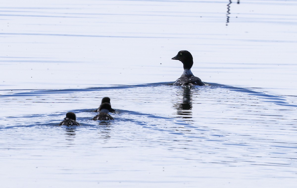 Barrow's Goldeneye - Michael Bernard