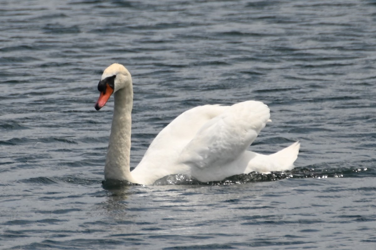 Mute Swan - ML620315268