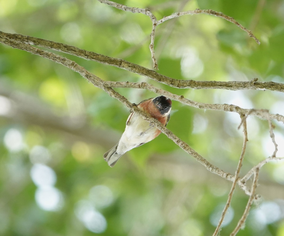 Bay-breasted Warbler - ML620315274