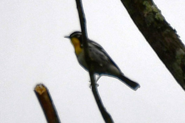 Yellow-throated Warbler - ML620315289