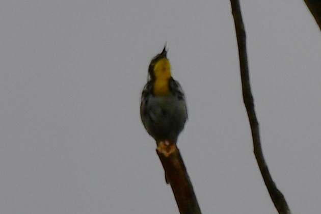 Yellow-throated Warbler - ML620315290