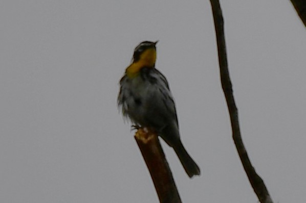 Yellow-throated Warbler - ML620315291