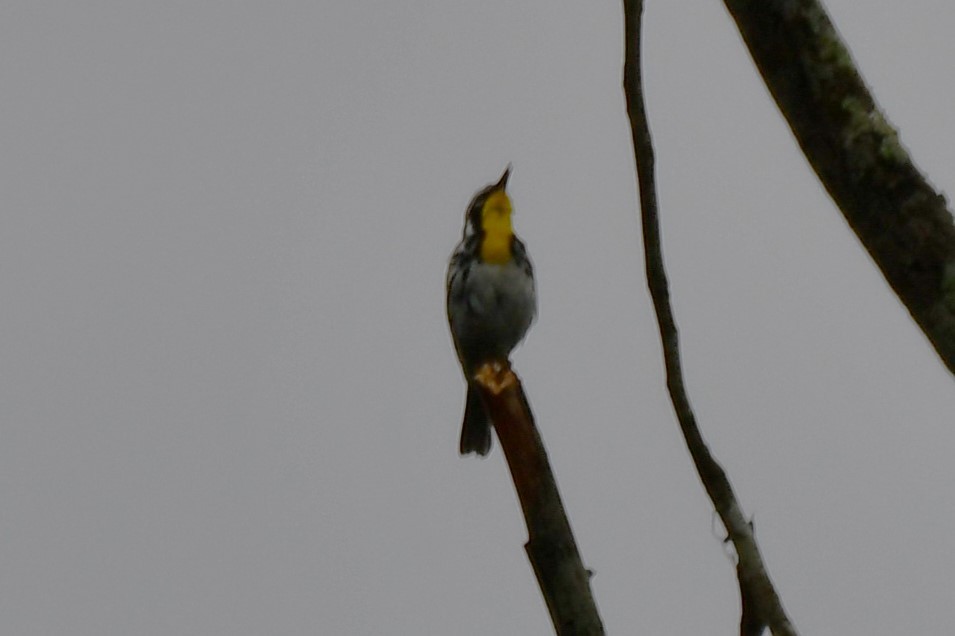 Yellow-throated Warbler - ML620315292