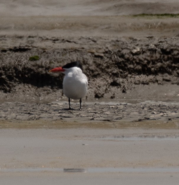 Caspian Tern - ML620315294