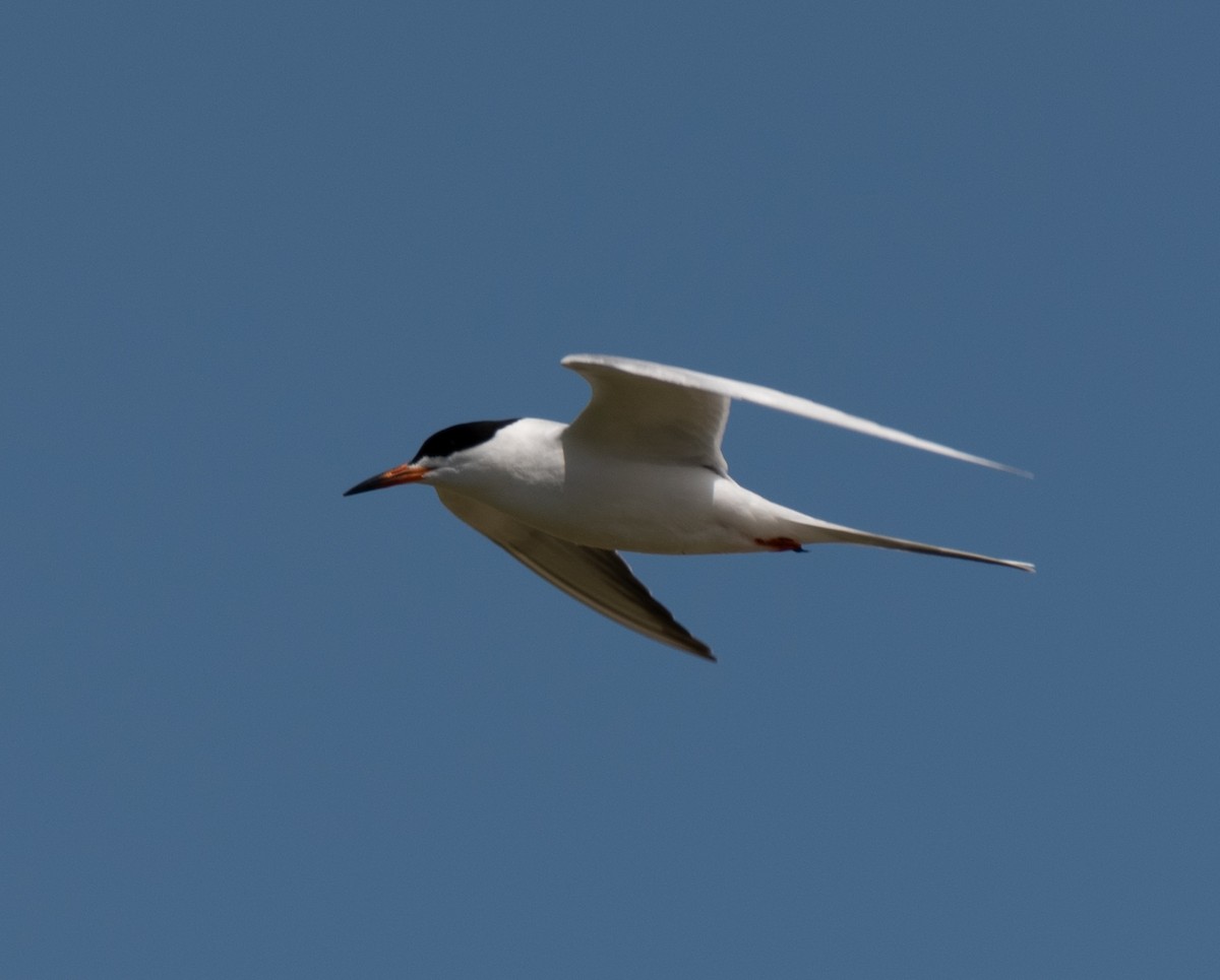 Forster's Tern - ML620315296