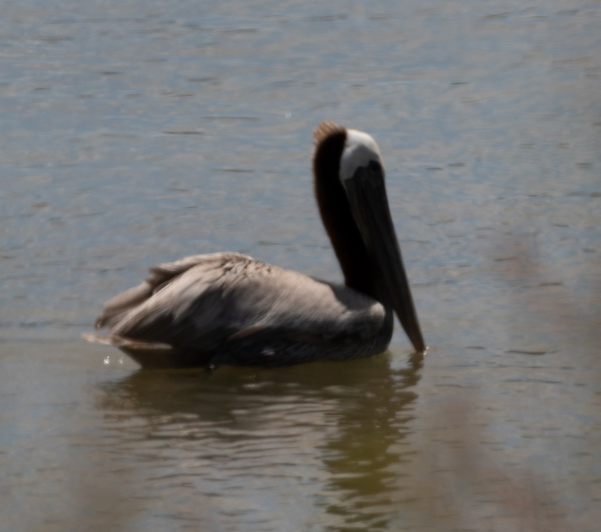 Brown Pelican - ML620315298