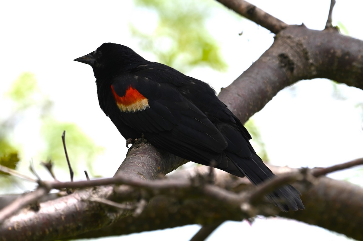 Red-winged Blackbird - ML620315303