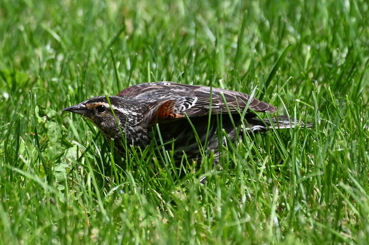 Red-winged Blackbird - ML620315306