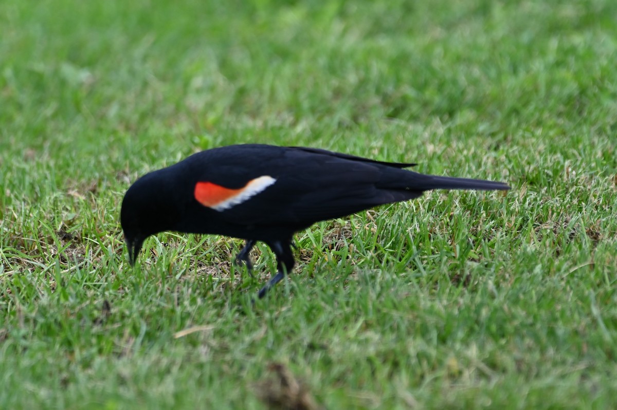 Red-winged Blackbird - ML620315309