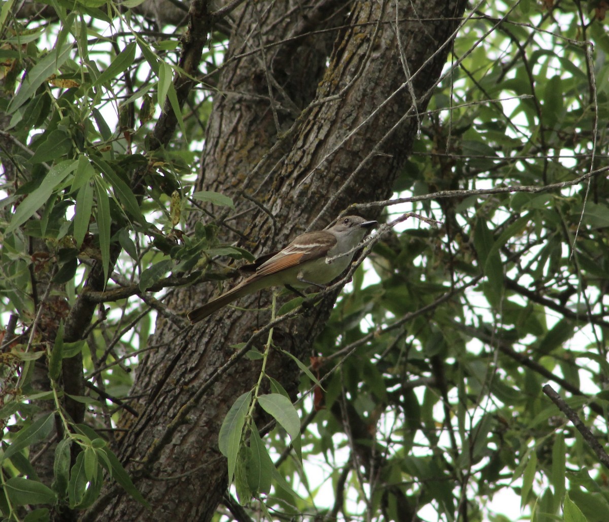 Ash-throated Flycatcher - ML620315310