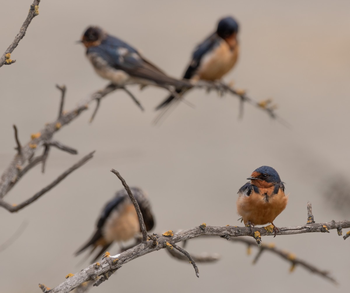 Barn Swallow - ML620315311