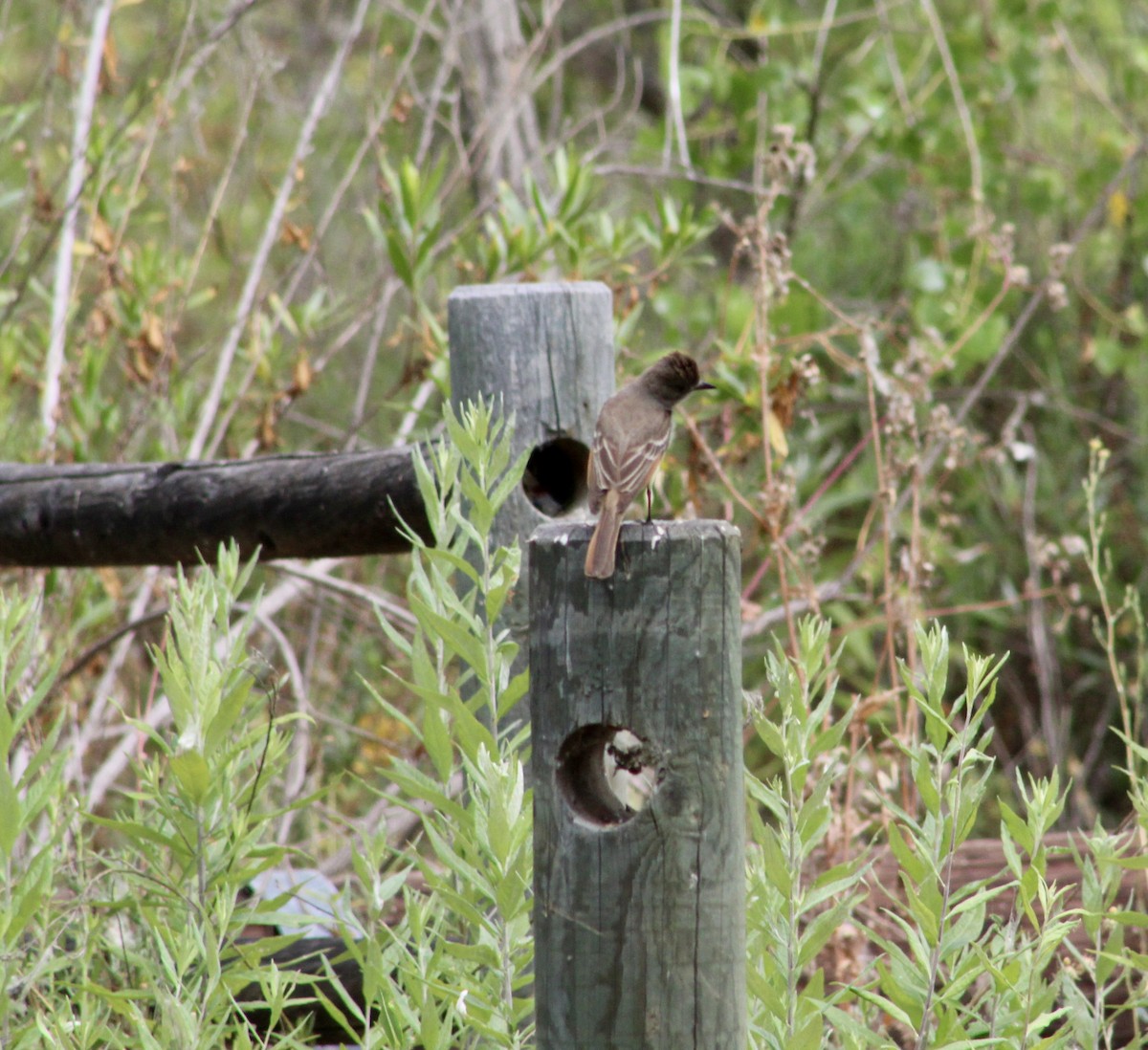 Ash-throated Flycatcher - ML620315313