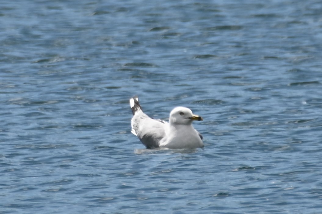 Ring-billed Gull - ML620315324