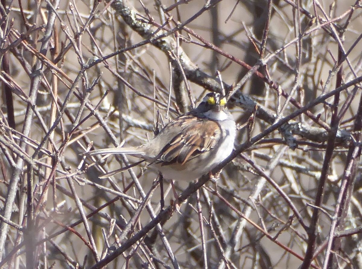White-throated Sparrow - ML620315326