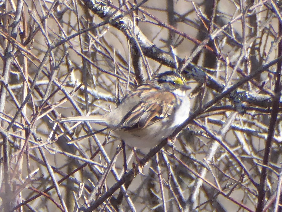 White-throated Sparrow - ML620315328