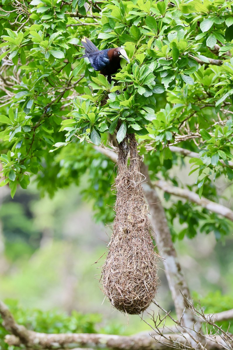 Chestnut-headed Oropendola - ML620315338