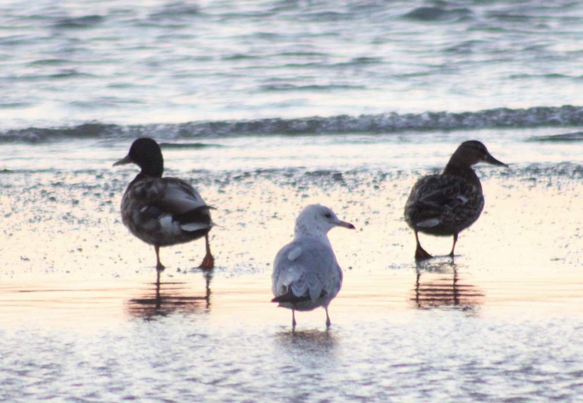 Ring-billed Gull - ML620315345