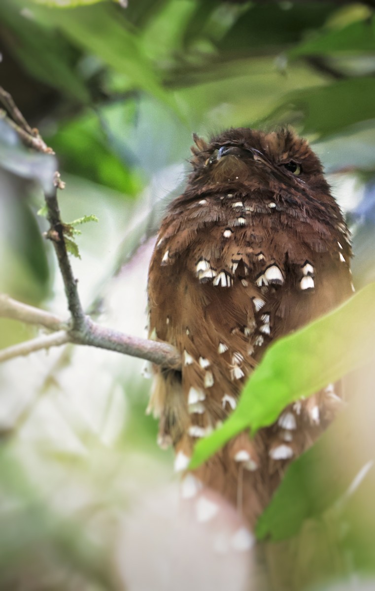 Rufous Potoo - ML620315346