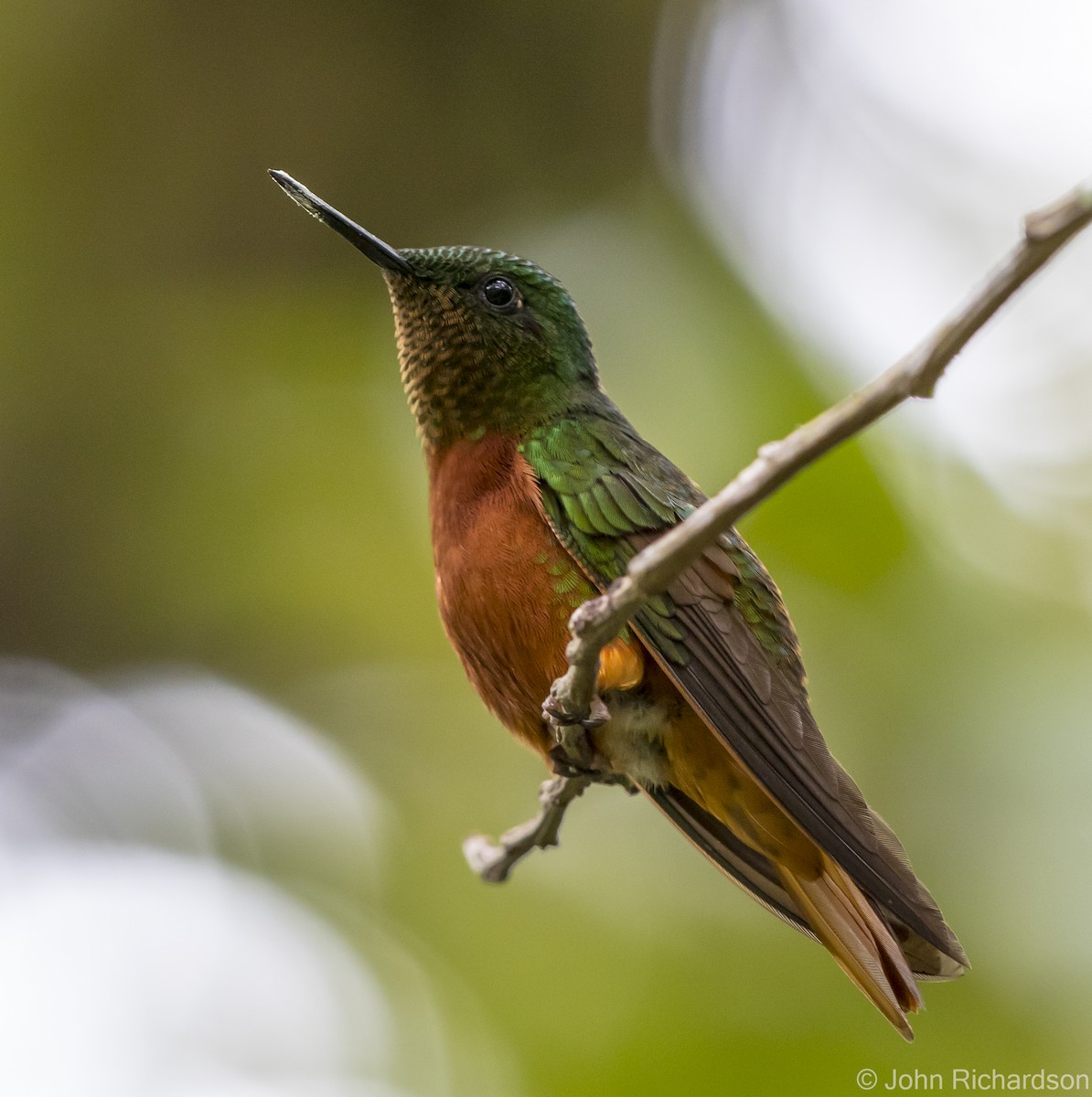 Chestnut-breasted Coronet - ML620315348