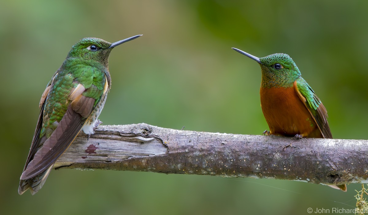 Chestnut-breasted Coronet - ML620315349