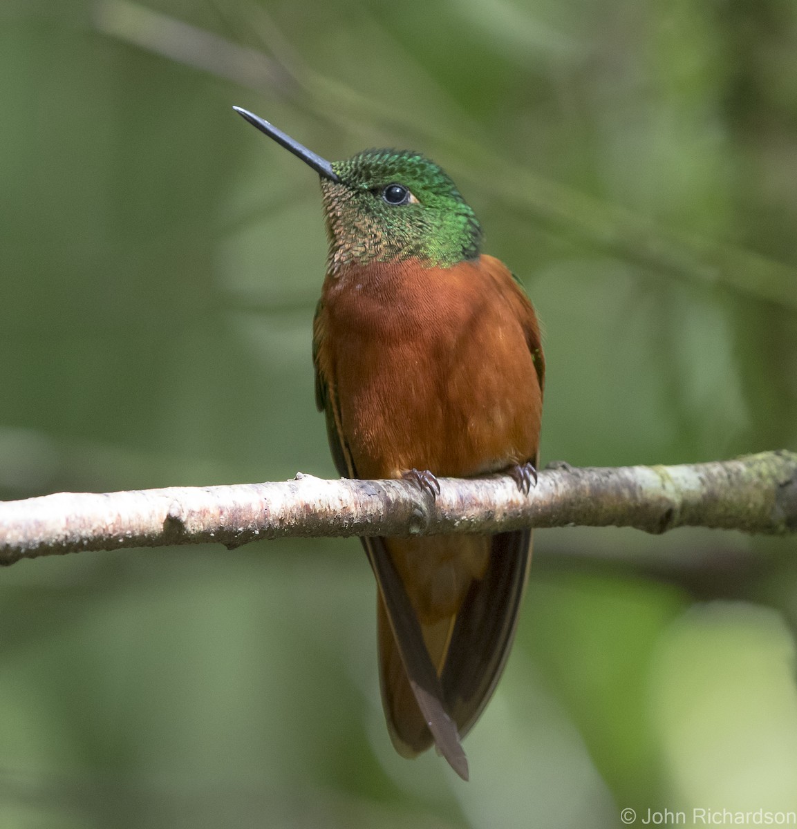 Colibrí Pechirrojo - ML620315350