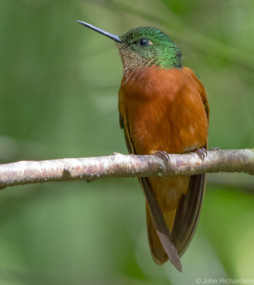 Chestnut-breasted Coronet - ML620315351