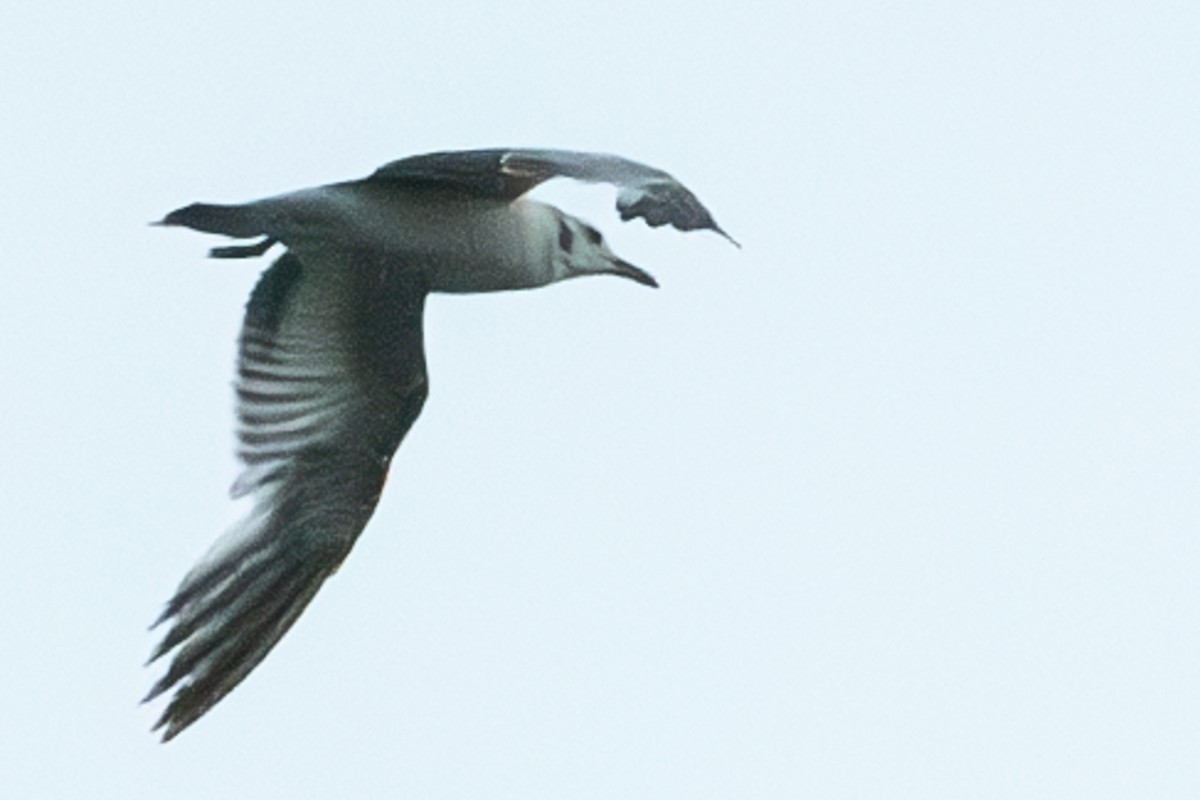 Laughing Gull - ML620315356