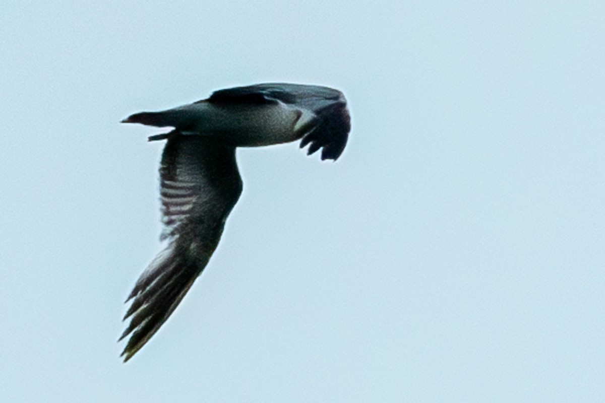 Laughing Gull - ML620315357