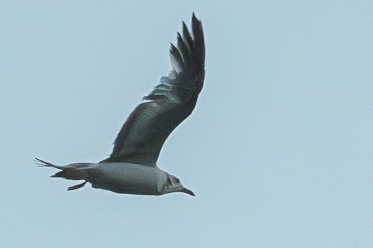 Laughing Gull - ML620315360