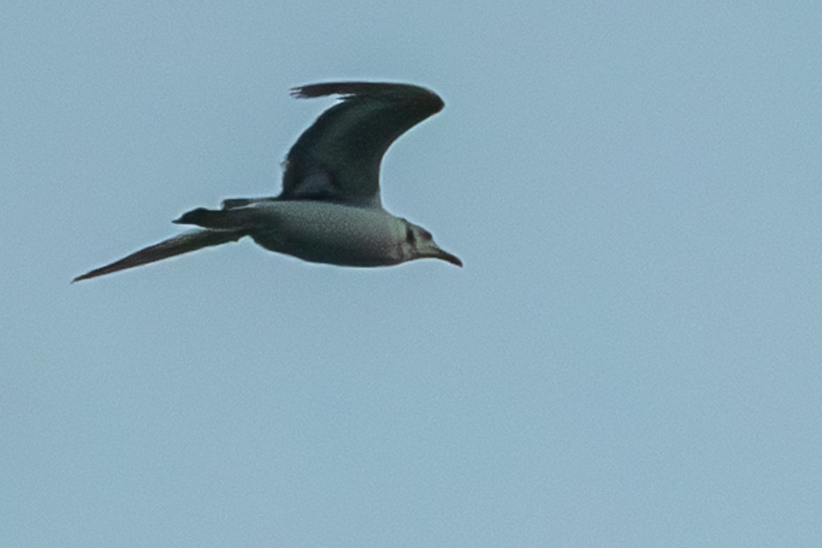 Laughing Gull - Martin Kaehrle